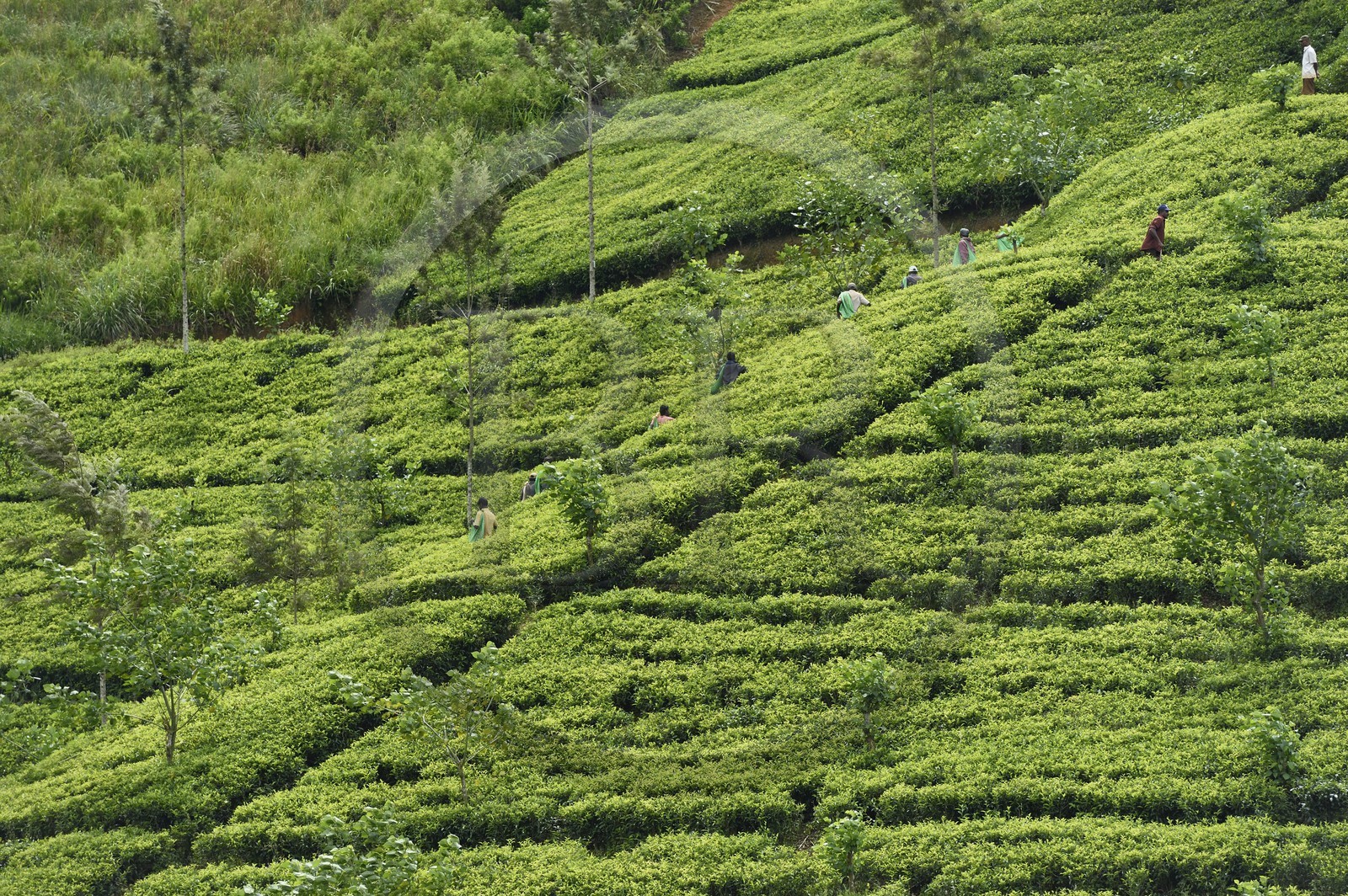 Sri Lanka, center province, Dalhousie, tea plantation