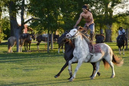 Argentine, province de Buenos Aires, San Antonio de Areco, estancia La Bamba de Areco, demonstration du savoir-faire d'un cavalier amerindien avec son cheval