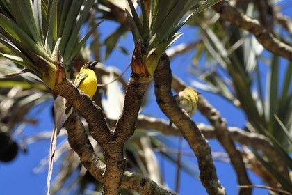 France, Ile de la Reunion, Parc national de La Réunion, classé Patrimoine Mondial de l'UNESCO, Sainte-Rose, anse des Cascades, tisserin gendarme (Ploceus cucullatus) aussi appelé Oiseau Bellier ou Zwazo Belye