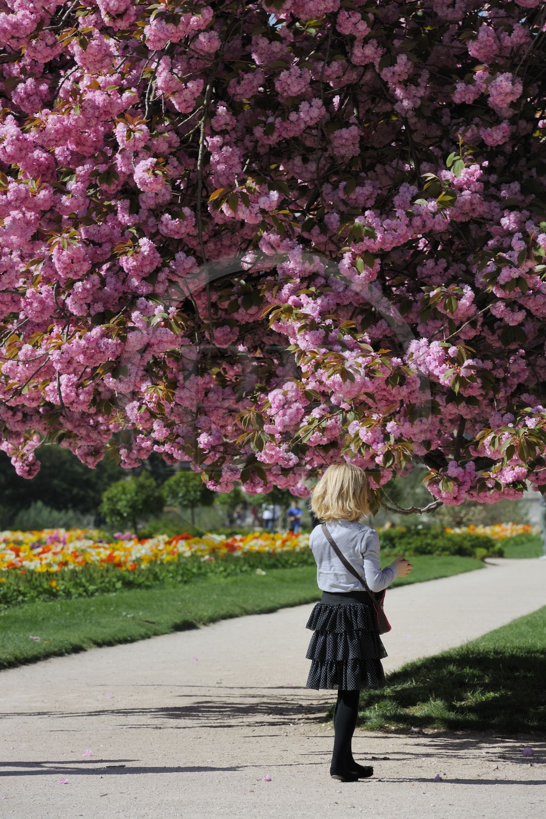 France, Paris (75), le jardin des plantes, cerisier japonais en fleurs