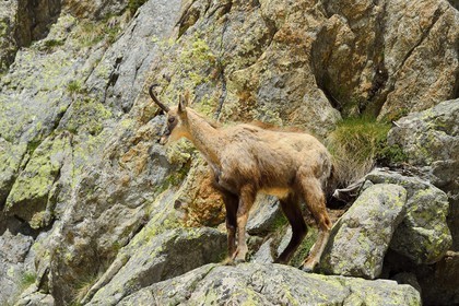 France, Alpes-Maritimes (06), parc national du Mercantour, chamois (Rupicapra rupicapra) dans le vallon de la Madone de Fenestre