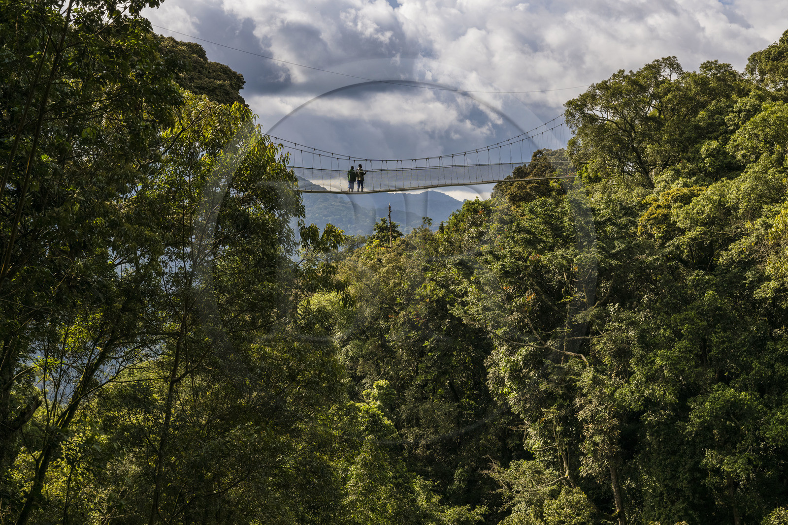 Rwanda, Province de l’Ouest, Colline Ibanda à Uwinka, Parc national de Nyungwe, la Canopy walkway passerelle suspendue qui surplombe la canopée de la forêt tropicale à 70 mètres de haut