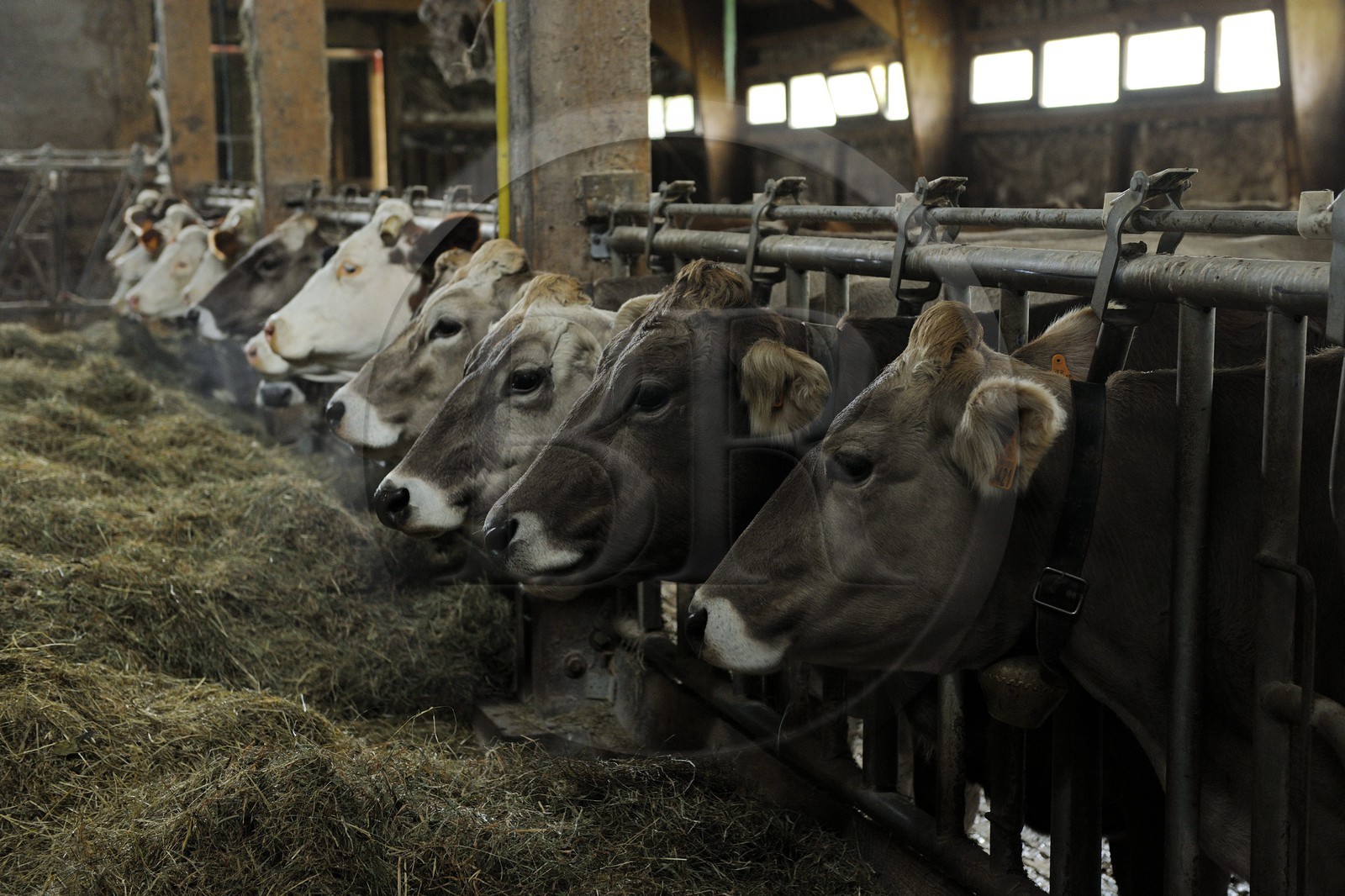 France, Haut Rhin, scenic road of la route des Cretes, Rural Inn Marcaire du Grand Hetre, cows in their shed