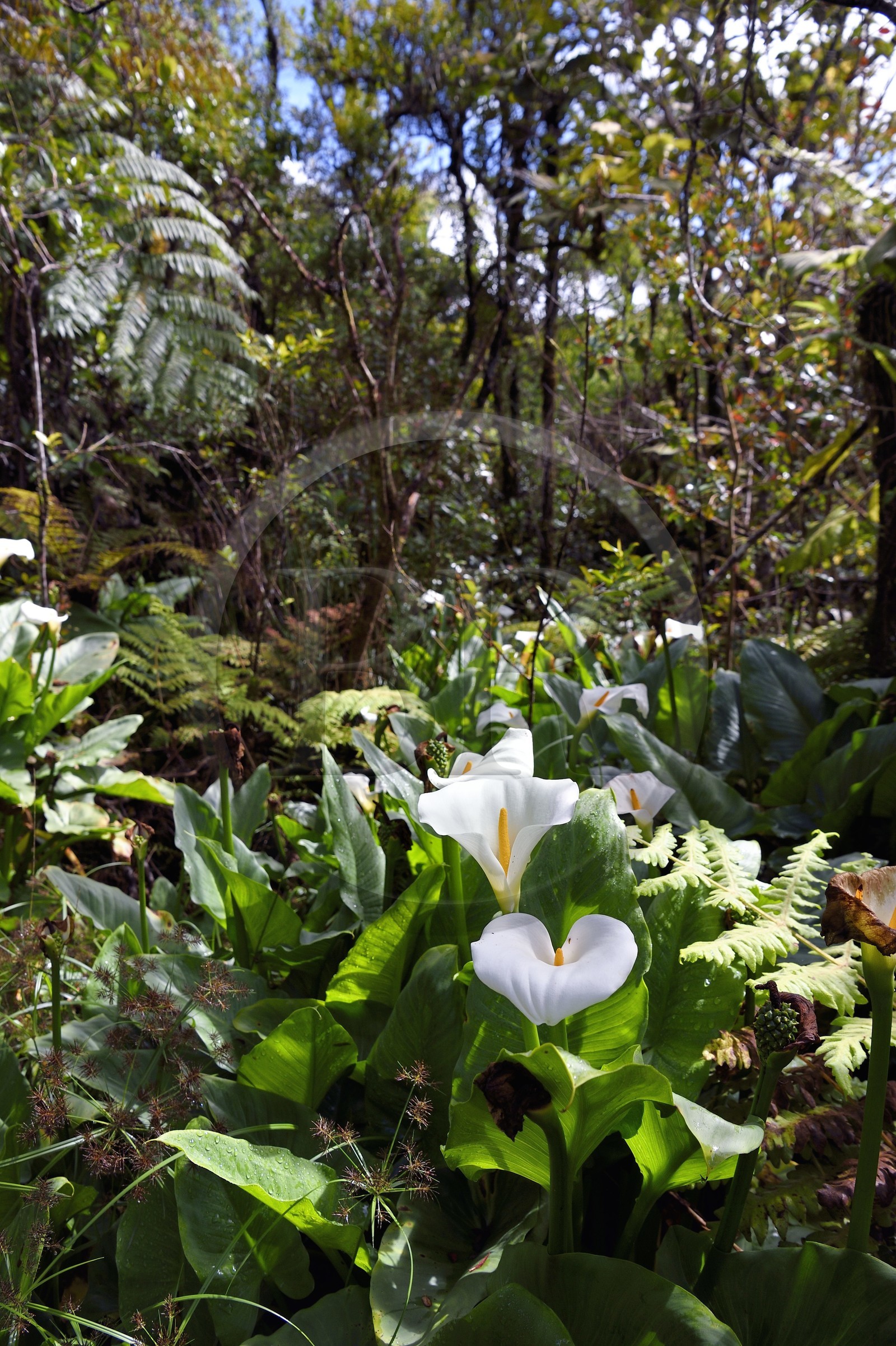 France, Ile de la Reunion, Parc National de la Réunion classé Patrimoine Mondial de l'UNESCO, La Plaine des Palmistes, forêt de Bébour, sentier de randonnée Bras Cabot, Arum d'Éthiopie, Calla (Zantedeschia aethiopica) aussi appelé l'arum des fleuristes
