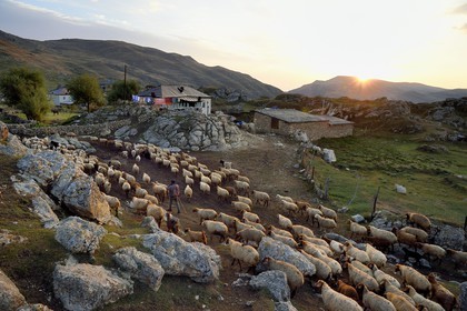 Azerbaijan, Quba (Guba) region, Greater Caucasus mountain range, village of Giriz at dawn, departure of sheep for the meadows