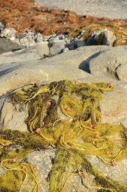 Grèce, Les Cyclades, mer Égée, île de Mykonos, village de Platis Gialos, filet de pêche