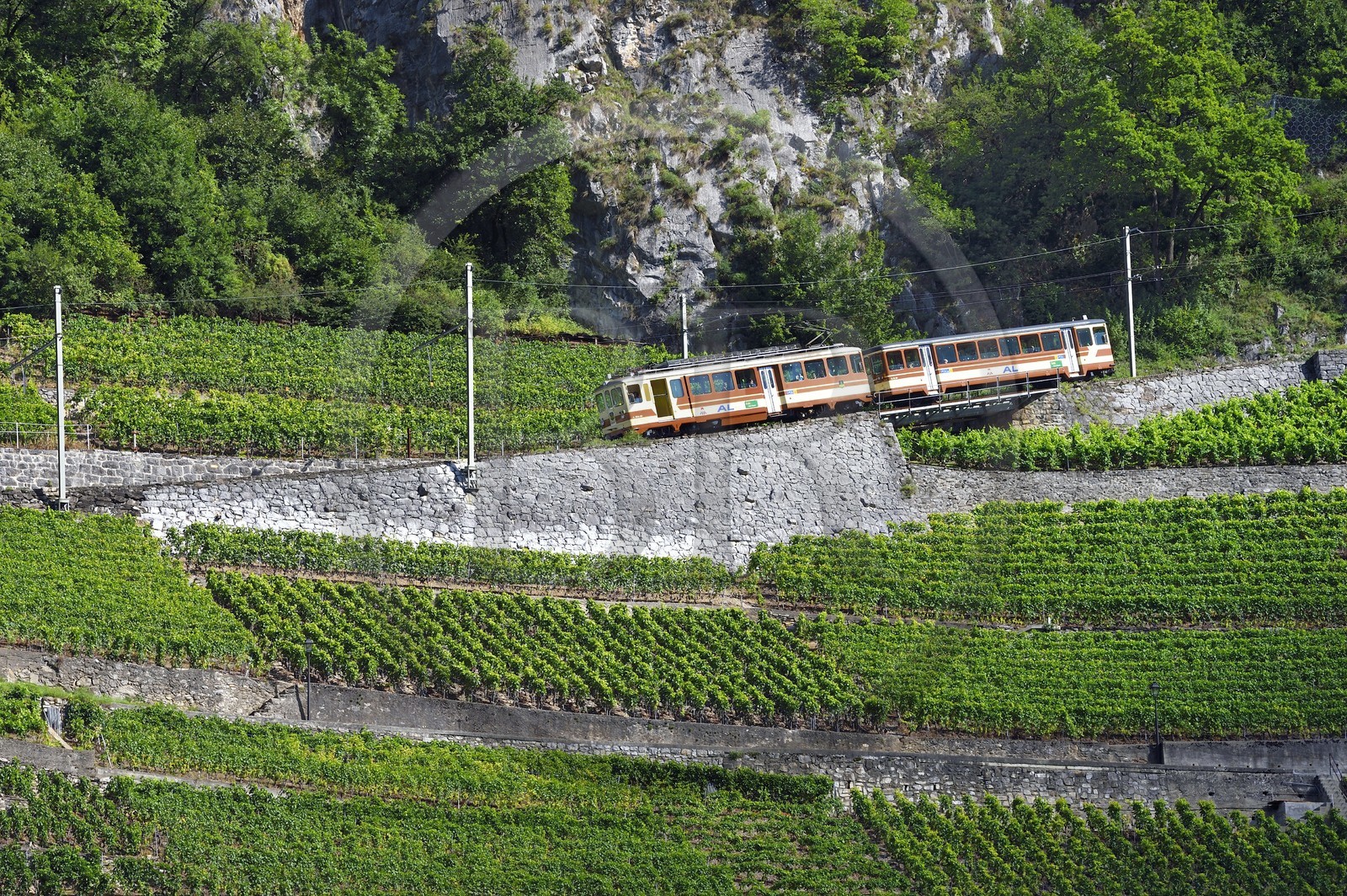 Suisse, Canton de Vaud, Aigle, train régional progressant à flanc de colline et entouré par le vignoble