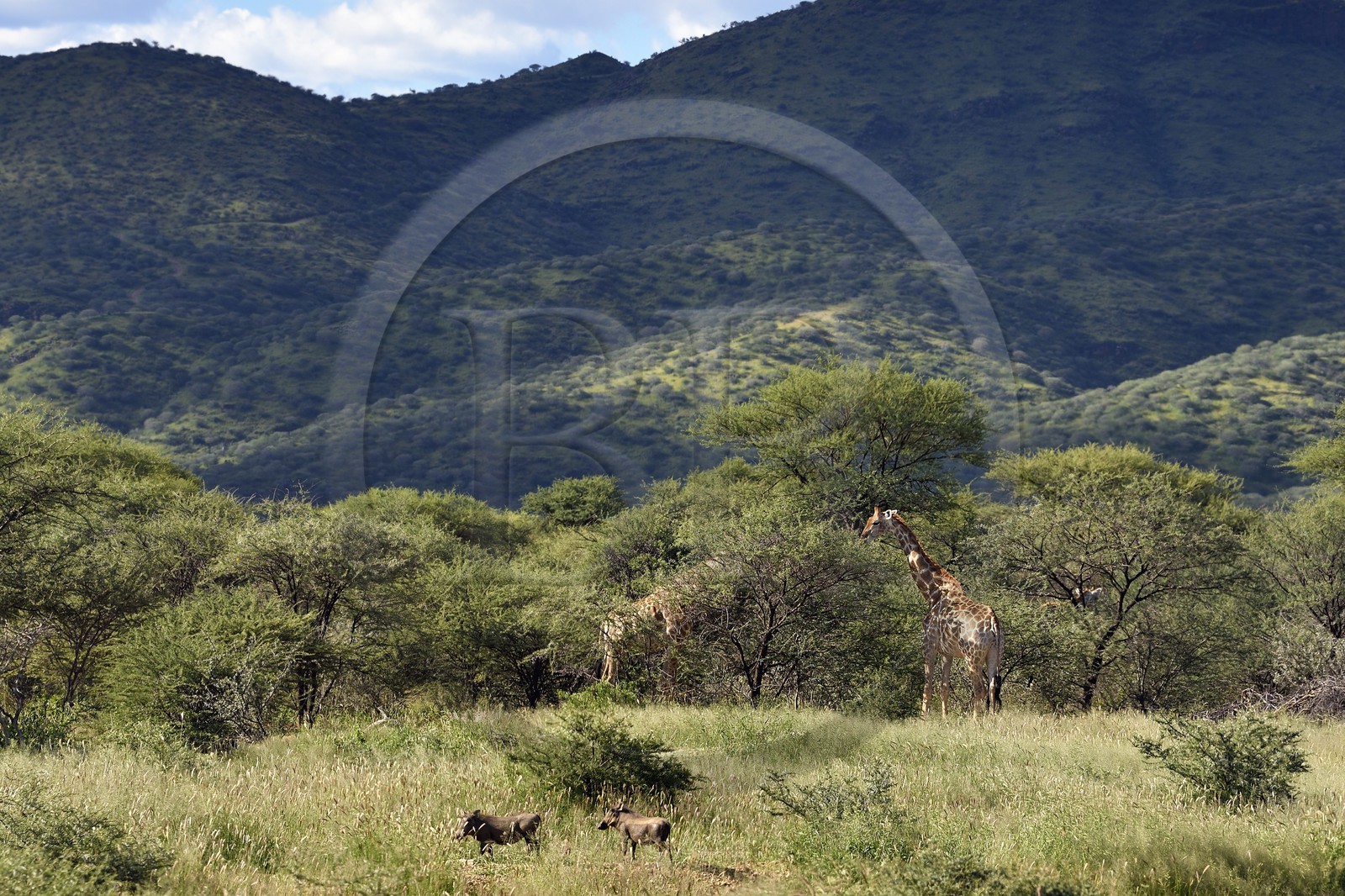 Namibie, région de Khomas, nord de Windhoek, Okapuka Ranch, girafes (Giraffa camelopardalis) et phacochères (Phacochoerus africanus)