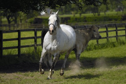 Republic of Ireland, County Kildare, Tully, Irish National Stud, a champion horse
