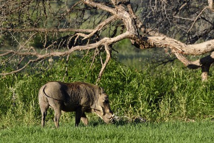Namibie, région de Khomas, nord de Windhoek, Okapuka Ranch, phacochère (Phacochoerus africanus)