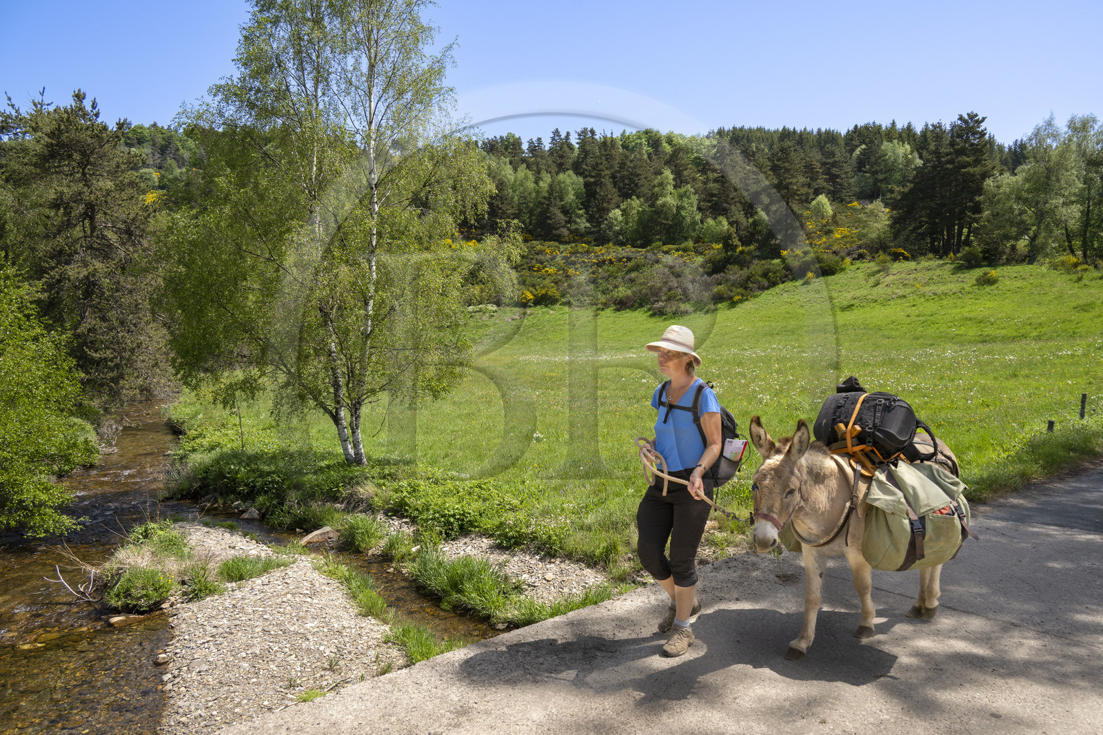 France, Lozere, Cheylard-l'Evêque, hiking with a donkey on the Stevenson trail (GR 70), crossing the Langouyrou river
