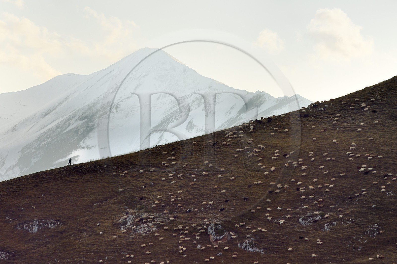 Azerbaïdjan, région de Quba (Guba), chaine de montagne du Grand Caucase, randonnée entre le village de Qalaxudat et de Giriz, berger et son troupeau de moutons