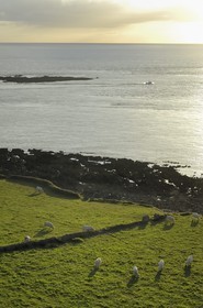 France, Manche, Cotentin, Cap de la Hague, small port of Goury, cows in the meadows