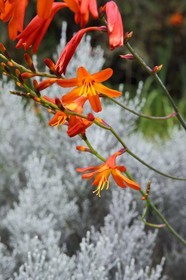 France, Ile de la Reunion, Le Tampon, Foret des Hauts de Mont-Vert au dessus de la Rivière des Remparts