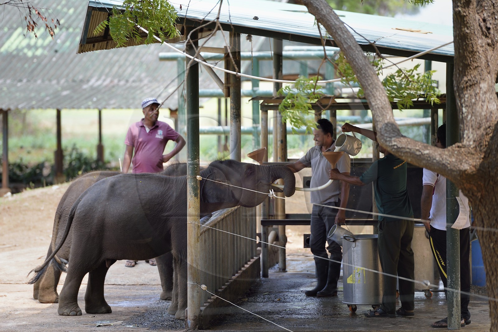 Sri Lanka, province de Sabaragamuwa, Parc national d'Uda Walawe (Udawalawe National Park), Elephant Transit Home, jeunes éléphants d'Asie (Elephas maximus) orphelins nourris au lait par leurs gardiens