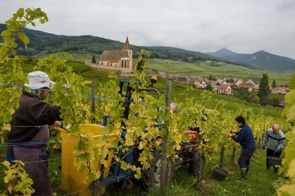 France, Haut-Rhin (68), Route des Vins d'Alsace, Hunawihr, labellisé Les Plus Beaux Villages de France, vendanges de Pinot Gris dans le Domaine Frederic Mallo et l'Eglise de Sainte-Hune en arrière plan