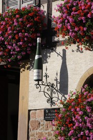 France, Bas-Rhin (67), Itterswiller, producteur de vins
