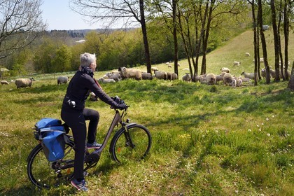 France, Charente (16), Souffrignac, cycliste faisant la véloroute La Flow Vélo devant un troupeau de moutons