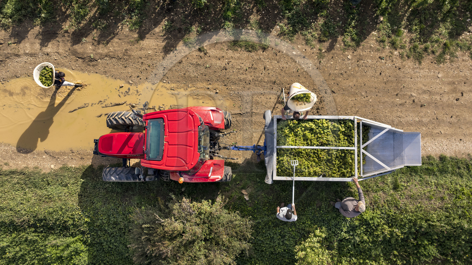 France, Cote d'Or, Climats terroirs of Burgundy listed as World Heritage by UNESCO, Route des Grands Crus, Cote de Beaune vineyard, Meursault, grape harvest in the vineyards where the Hospices de Beaune own plots (aerial view)