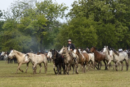 Argentine, province de Buenos Aires, San Antonio de Areco, fête du Jour de la Tradition (Dia de la Tradicion), figure appelée enchevêtrement de troupeaux (Entrevero de tropillas)