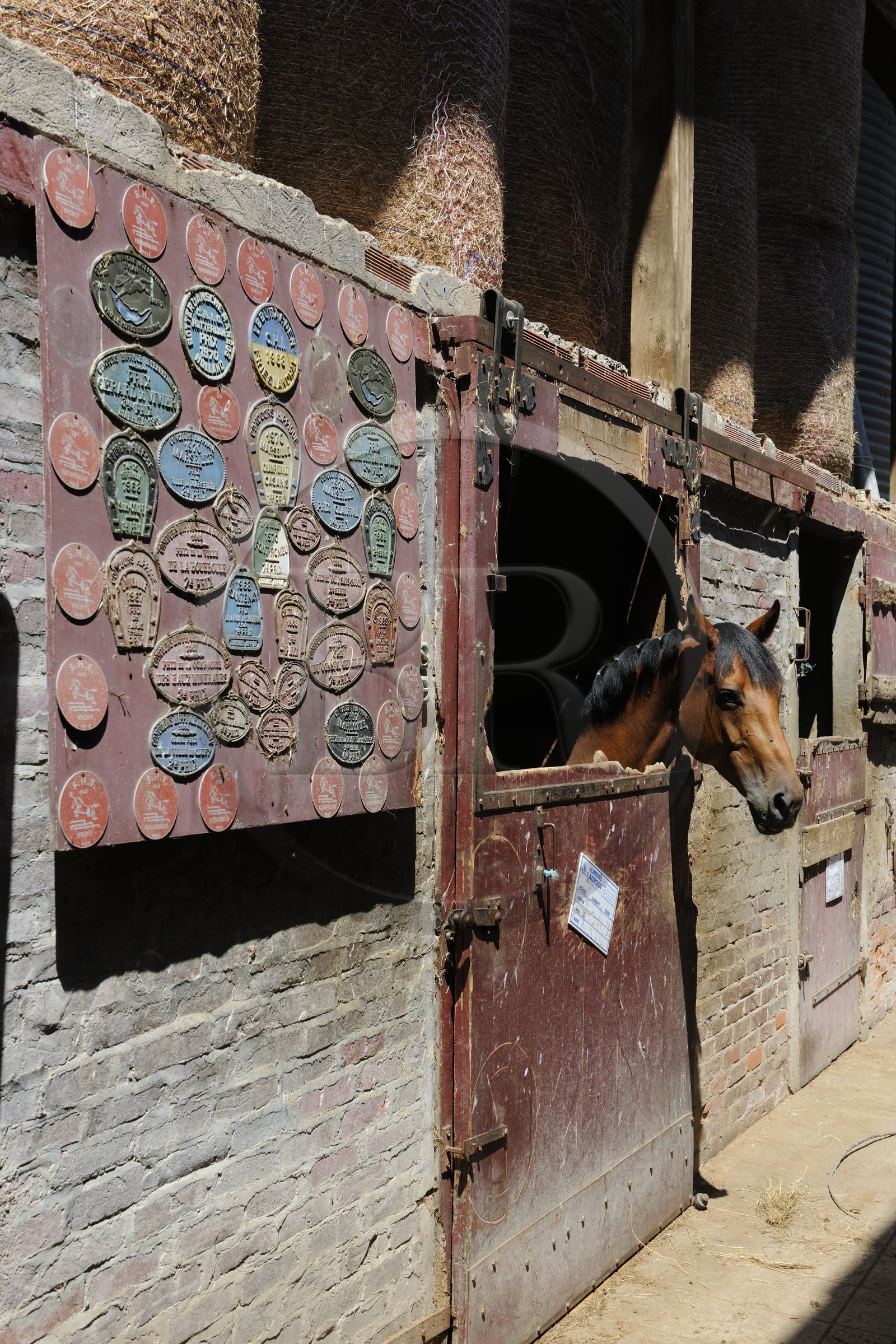 France, Saône et Loire (71), Cluny, l'élevage de Merzé, martinot.fr