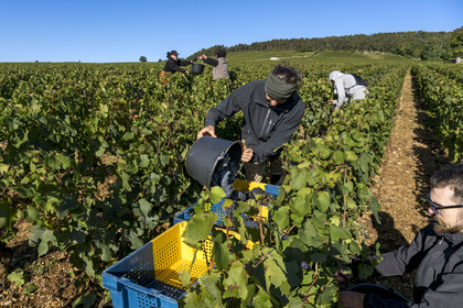 France, Côte-d'Or (21), les climats de Bourgogne classés Patrimoine Mondial de l'UNESCO, Route des Grands Crus, vignoble de la Côte de Beaune, Volnay, vendanges dans la parcelle de Taille-Pieds appartenant aux Hospices de Beaune qui servent à produire un Volnay 1er Cru cuvée Blondeau et cuvée Muteau à partir du cépage Pinot noir