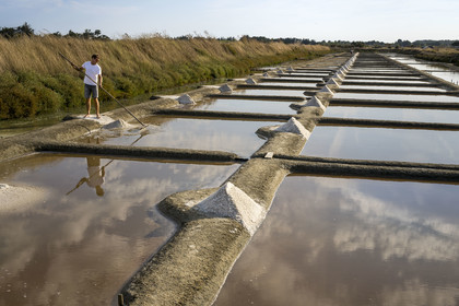 France, Vendee, Les Sables d'Olonne, the Salt Marshes of L'Ile d'Olonne, salt worker Damien Merceron harvesting salt in the Salorge de la Vertonne