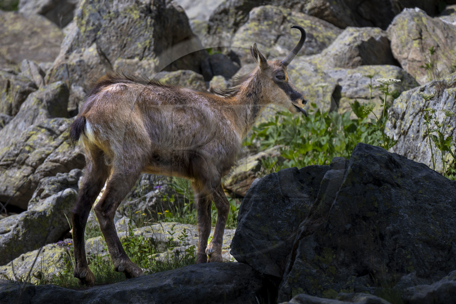 France, Alpes-Maritimes (06), parc national du Mercantour, Haute-Vésubie, Saint-Martin-Vésubie, Val du Haut Boréon, chamois (Rupicapra rupicapra) au lac des Sagnes vers le refuge de Cougourde