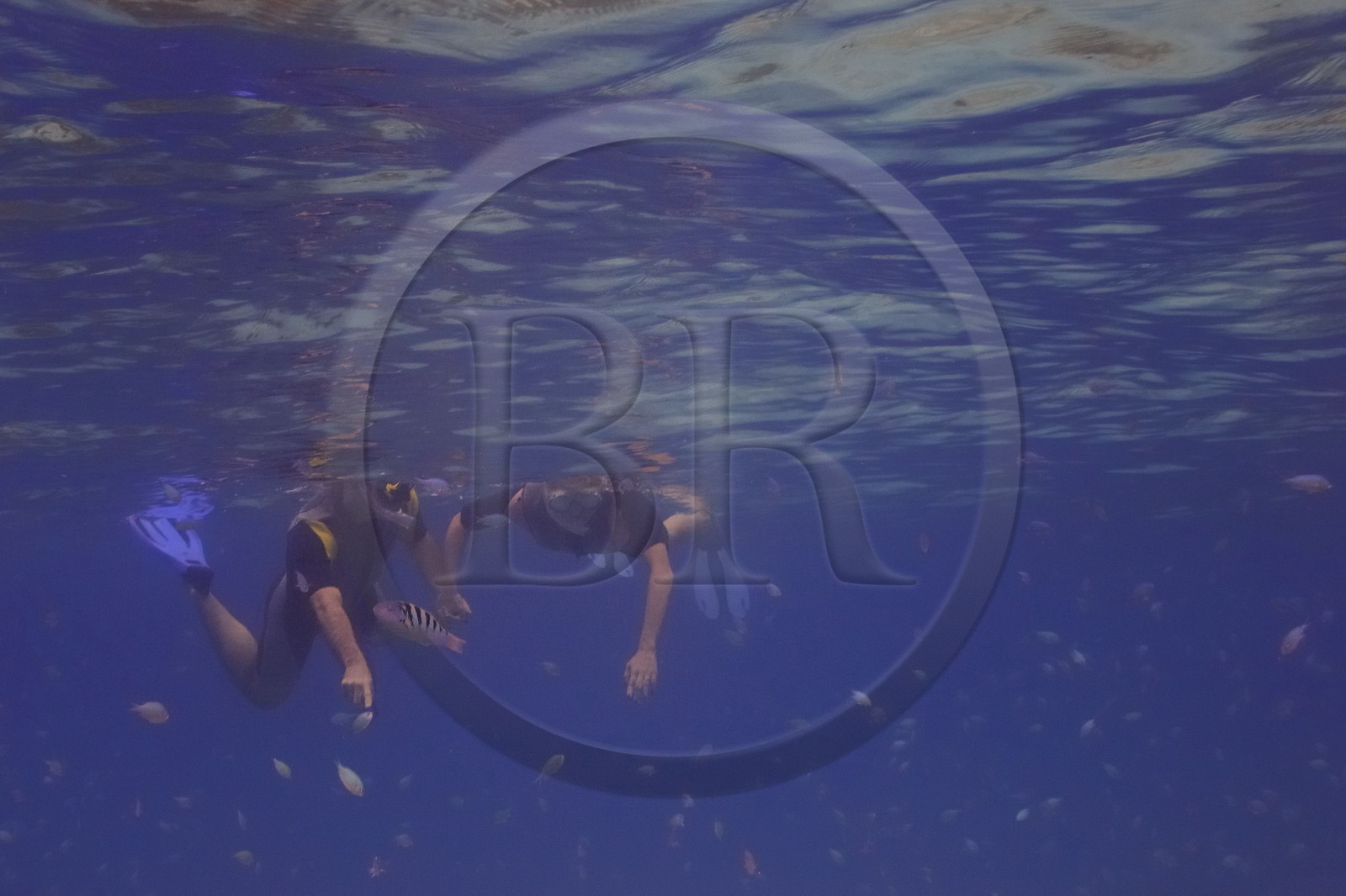 Tanzania, Zanzibar Archipelago, Unguja island (Zanzibar), west coast, nature reserve of  Chumbe Island Coral Park