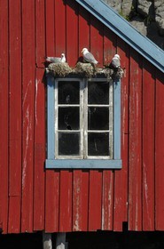Norvège, Nordland, Iles Lofoten, Ile de Moskenes, maisons de pêcheurs (Rorbuer) au village de A (Å) et nids mouettes