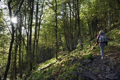 France, Vosges (88), Parc naturel régional des ballons des Vosges, Saint-Maurice-sur-Moselle, randonneur marchant vers le Col des Perches non loin de Gazon Rouge