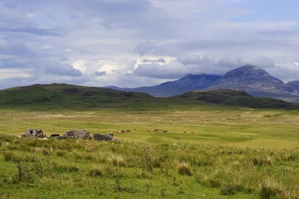 Royaume-Uni, Ecosse, Hébrides intérieures, Ile de Islay, vaches au paturage dans les prairies du Nord-Est de l'île et les montagnes de l'île de Jura en arrière plan