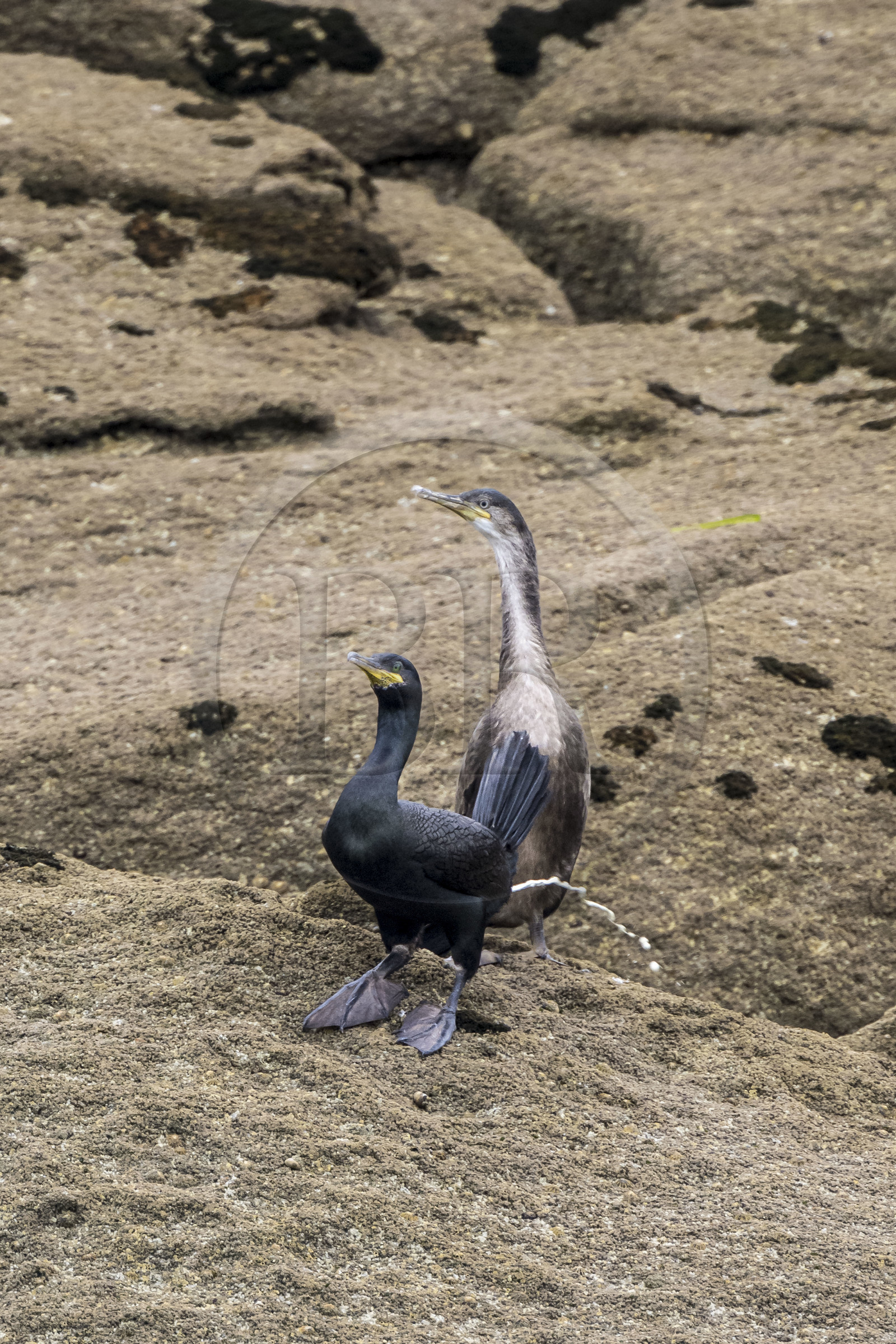 France, Finistère, Carantec, Ornithological reserve of the islets of the Morlaix Bay