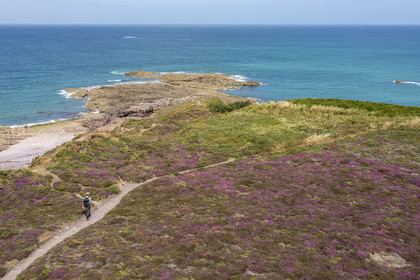 France, Côtes d'Armor (22), Grand Site de France Cap d'Erquy – Cap Fréhel, Fréhel, la bruyère cendrée est très présente dans la lande que traverse le chemin de Grande Randonnée GR34 (vue aérienne)