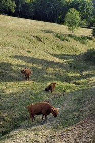 France, Bas Rhin, Northern Vosges Regional Natural Park, Lembach, highland cows introduced in the 1990s to clear wetland wastelands from valleys