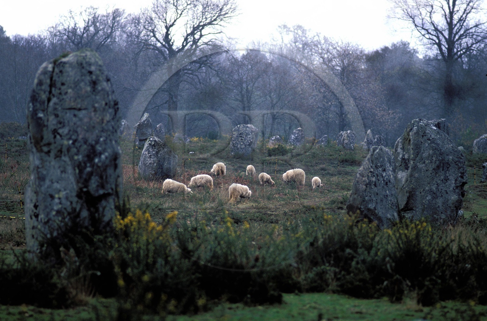 France, Morbihan (56), troupeau de Mouton au milieu des mégalithes de Carnac