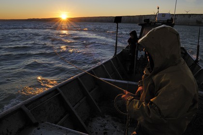 France, Seine-Maritime (76), au large de Veules-les-Roses à l'aube, pêche au filet à bord du bateau La Pomme appartenant à Anthony Paumier le plus jeune patron de pêche de France