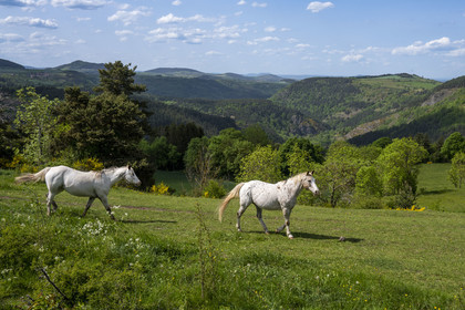 France, Haute-Loire (43), Saint-Martin-de-Fugères, MacQuart P.O.A. Ranch, pony of the Americas ( POA), hiking with a donkey on the Robert Louis Stevenson Trail (GR 70)
