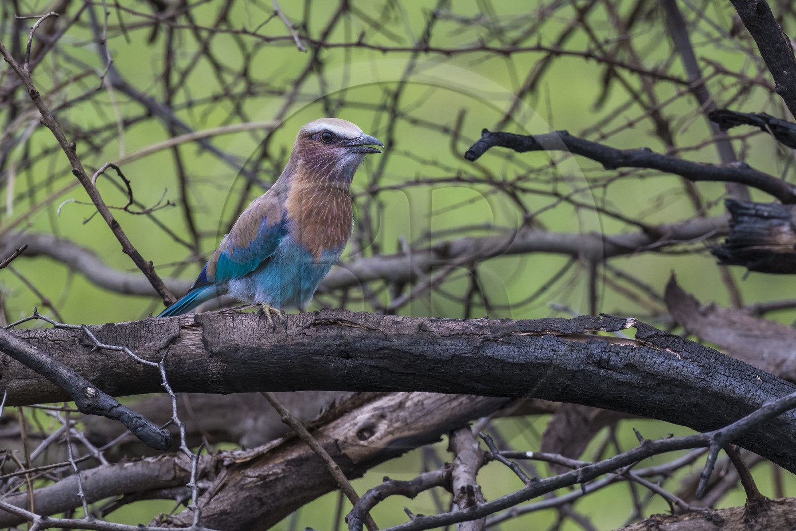 Rwanda, Akagera National Park, lilac-breasted roller (Coracias caudatus)