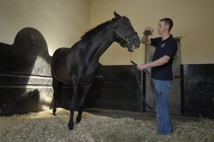 Republic of Ireland, County Kildare, Maynooth, Derrinstown Stud, horse grooming