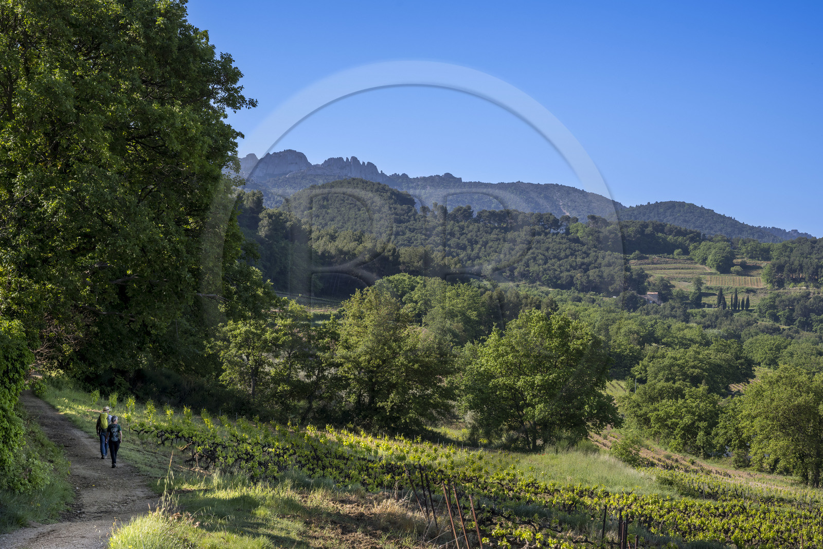 France, Vaucluse (84), Dentelles de Montmirail, Sablet, randonneurs sur les contreforts du Massif entre vignes et forêts