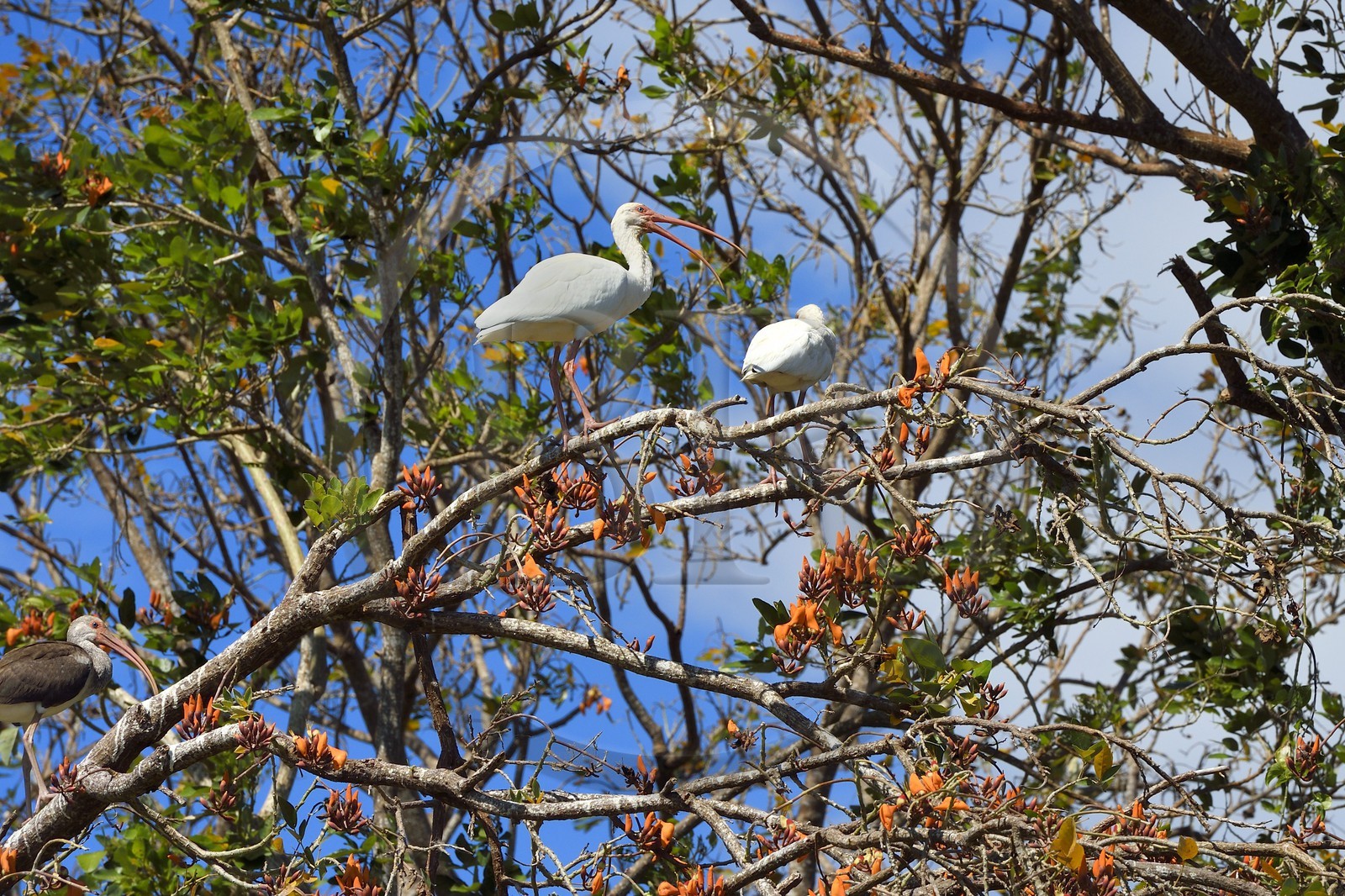 Nicaragua, Ile d'Ometepe réserve mondiale de Biosphère sur le lac Nicaragua, marais le long du Rio Istian, Ibis blanc (Eudocimus albus)