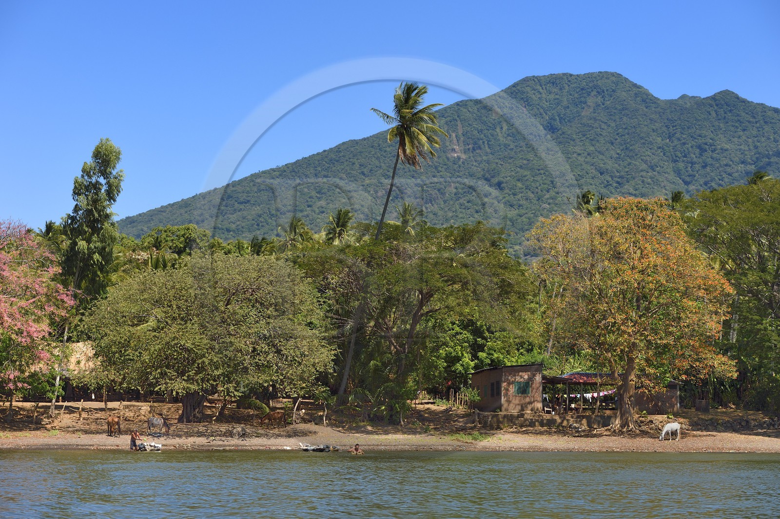 Nicaragua, Ile d'Ometepe sur le lac Nicaragua, village de Merida et le volcan Maderas en arrière plan