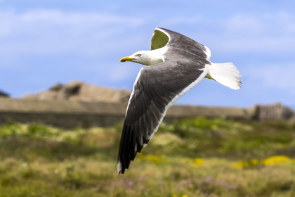 France, Finistère (29), Pays des Abers, Ile Vierge dans l'archipel de Lilia, goéland