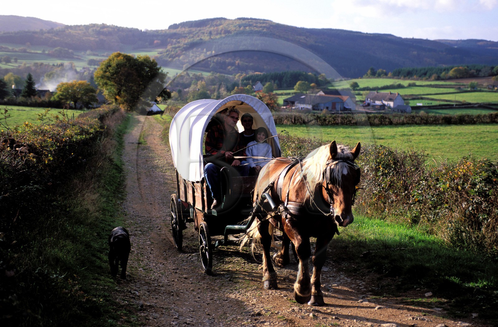France, Saône-et-Loire (71), région du Morvan, balade en roulotte, près de la Celle-en-Morvan
