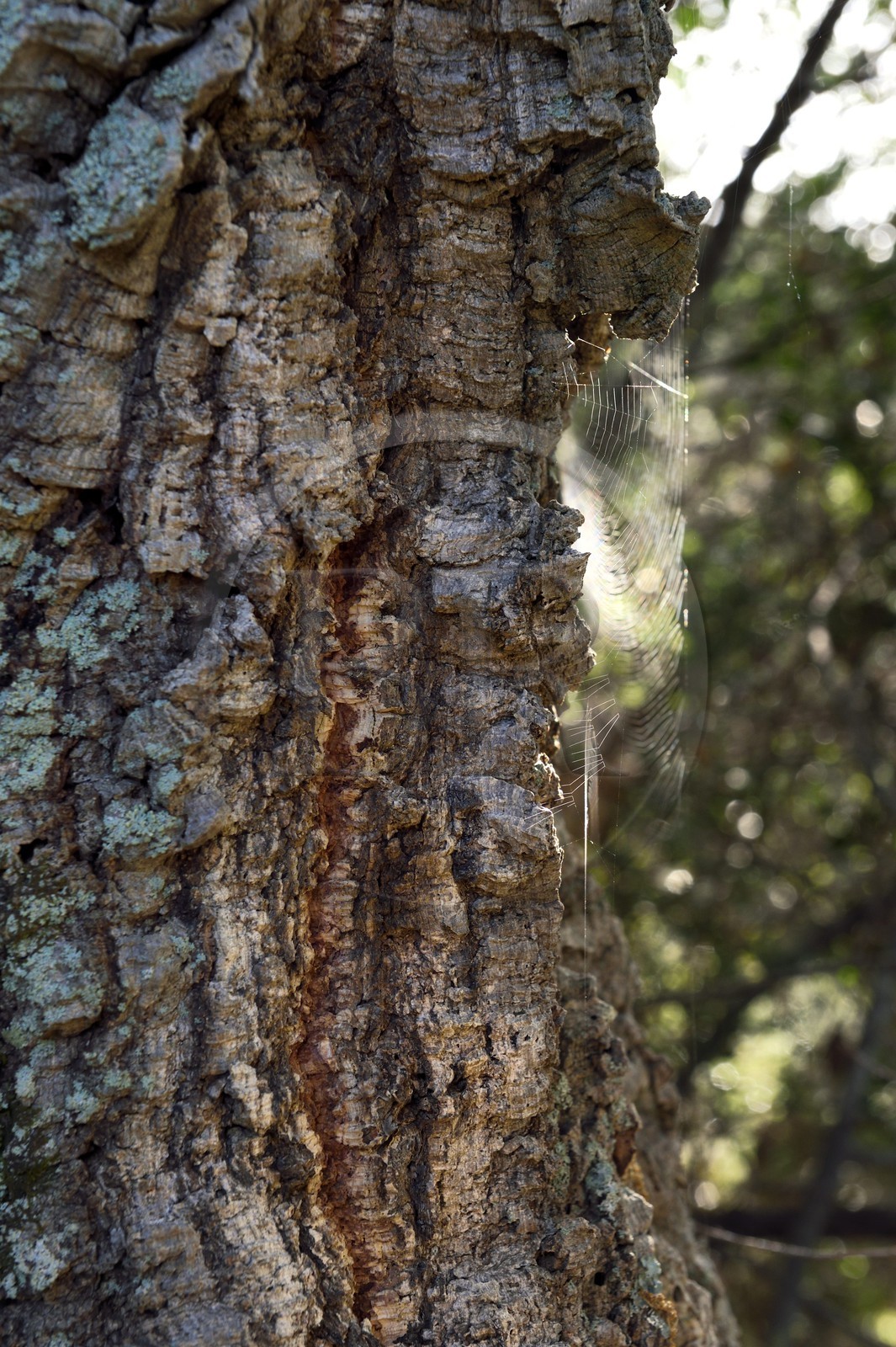 France, Var, Massif des Maures, Collobrières, cork Oak (Quercus suber) bark