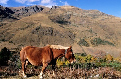 France, Pyrenees Orientales, horse with bell at the edge of N22 at the border of andorra in Cerdagne