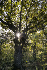 France, Var (83), Provence Verte, Bras, Académie du Bain de Forêt Provençale, forêt du domaine Le Peyrourier - une campagne en Provence