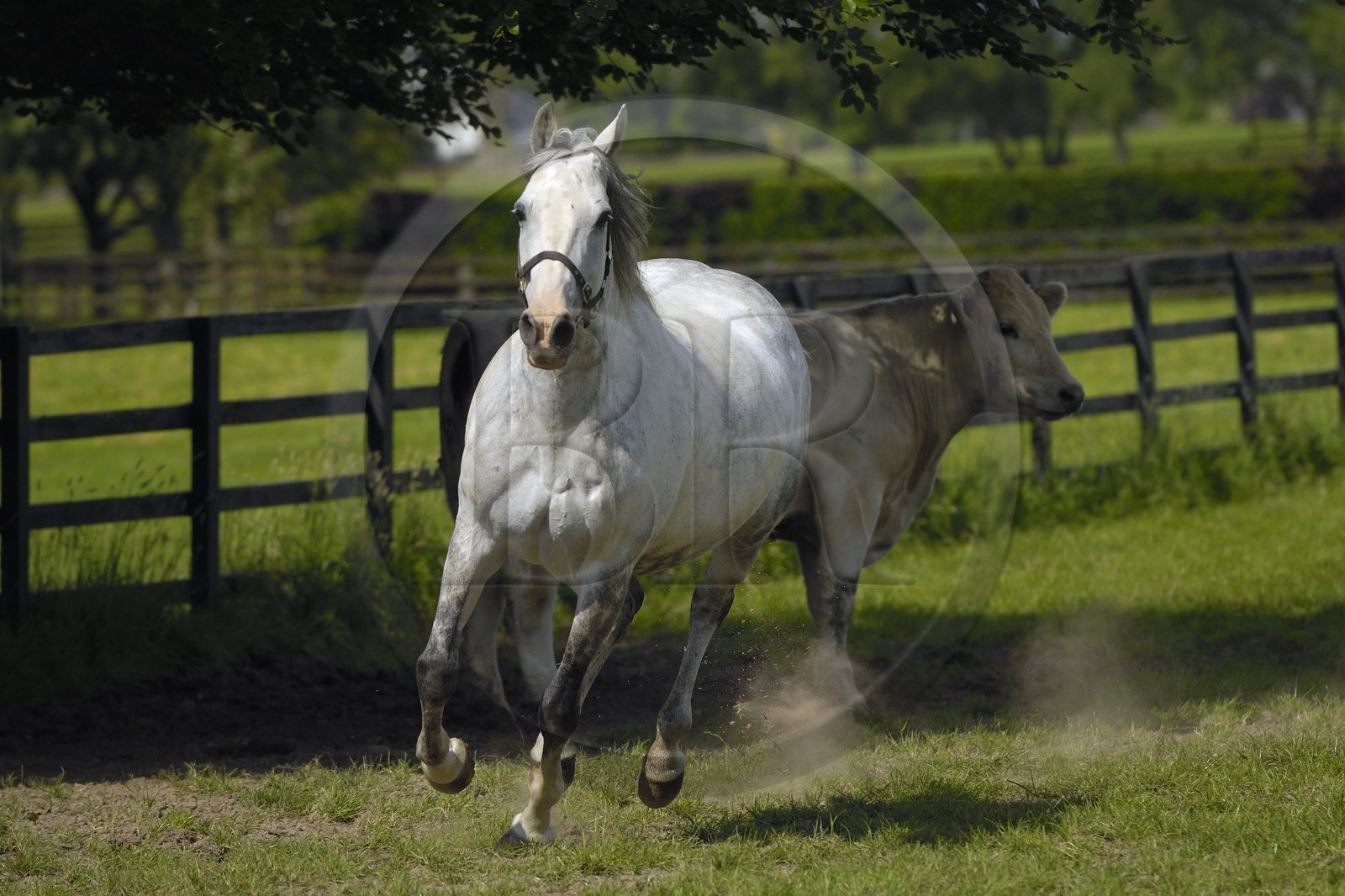 Irlande, Comté de Kildare, Tully, Irish National Stud (haras national), un cheval champion