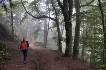 France, Bas Rhin, Mont Saint Odile, hike along the Pagan Wall